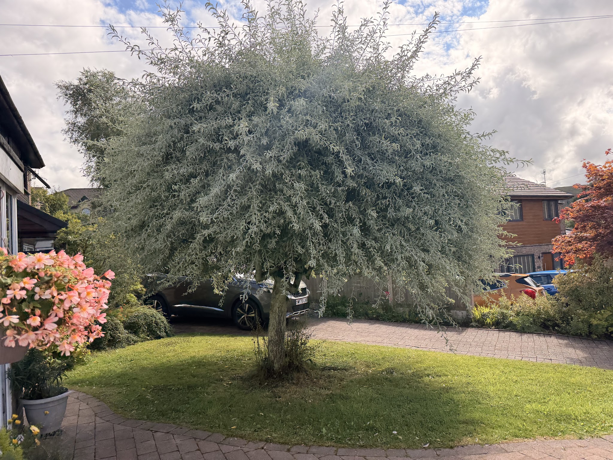 A tidy lawn with a shaped tree beside a block-paved drive